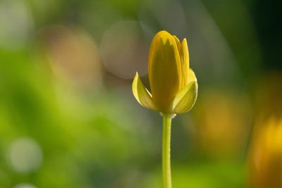 Close-up of yellow flower bud