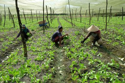 People working on field