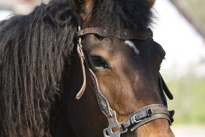 Close-up of horse