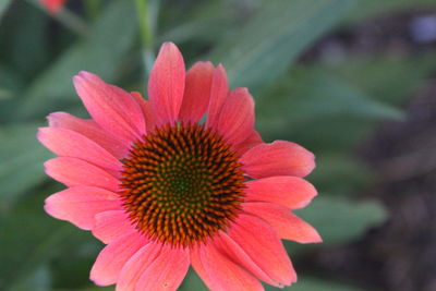 Close-up of pink flower