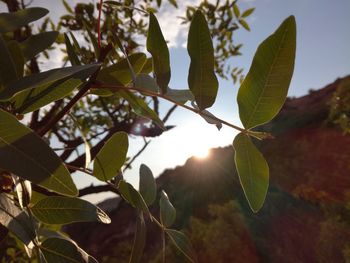Low angle view of tree against sky