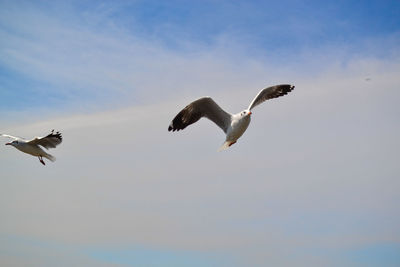 Low angle view of seagulls flying