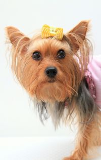 Close-up portrait of dog