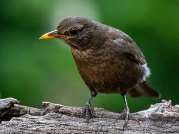 Close-up of female blackbird perching on log
