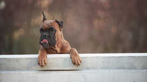 German boxer dog sits on a park bench on a spring day