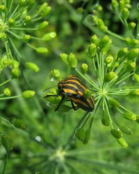 Close-up of insect on plant