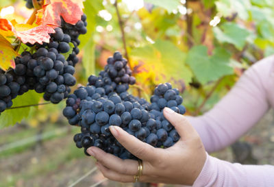 Midsection of person holding grapes in vineyard
