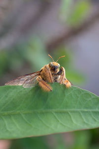 Close-up of insect on leaf