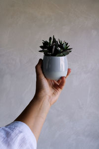 Cropped hand holding potted plant