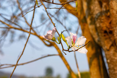 Low angle view of cherry blossom