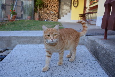 Portrait of tabby cat on footpath