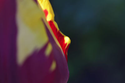 Close-up of yellow rose flower