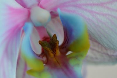 Close-up of pink flower