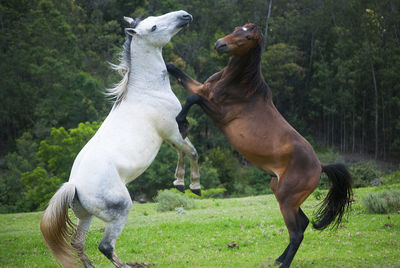 Horses in a field