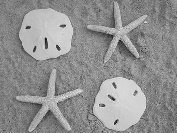 High angle view of starfish on beach