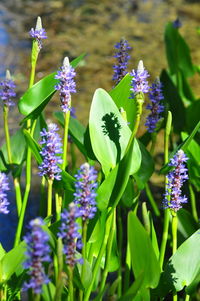 Close-up of purple flowers