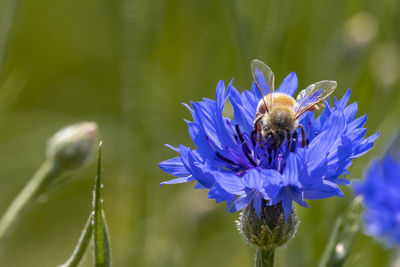 Close-up of bee pollinating on purple flower