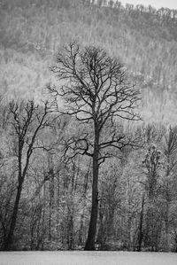 Low angle view of bare tree