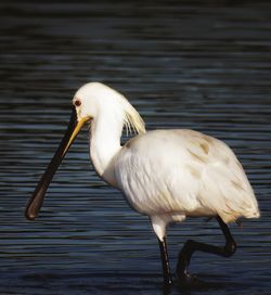 Close-up of white duck