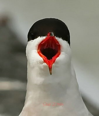 CLOSE-UP OF SWAN IN RED ROCK