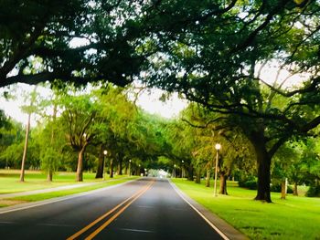 Empty road along trees