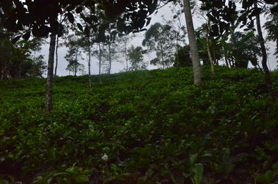 Trees on field in forest