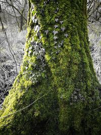 Low angle view of tree