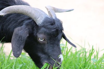 Close-up portrait of cow on field