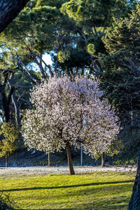 Trees in park