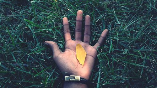 Cropped hand of man with yellow leaf on grassy field