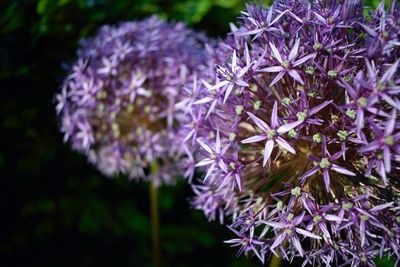 Close-up of purple flowering plant