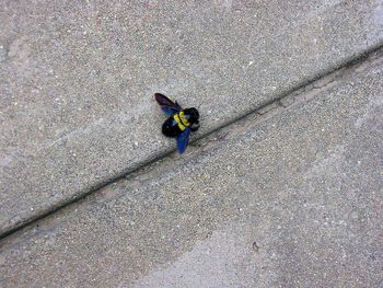 High angle view of a bird