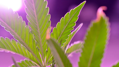 Close-up of leaves on sunny day