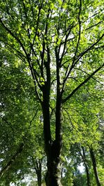 Low angle view of trees in forest