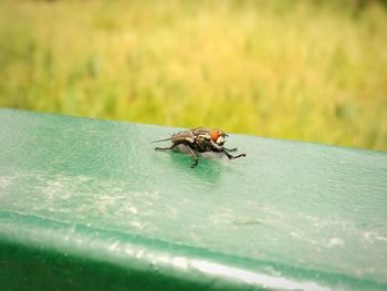 Close-up of housefly