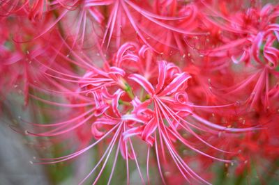 Full frame shot of red flowering plant