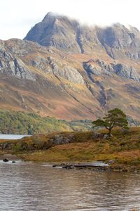 Lone scots pine tree, loch maree and slioch, scotland