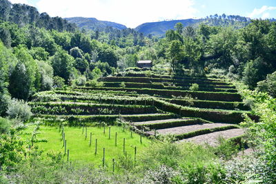 Scenic view of agricultural field