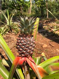 Close-up of fruit growing on field