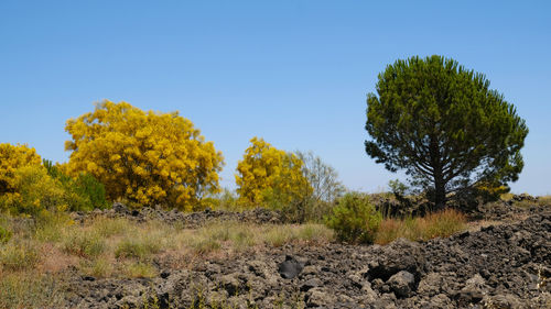 plant