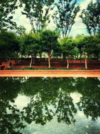 Reflection of trees in water