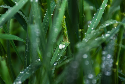 Full frame shot of raindrops on grass