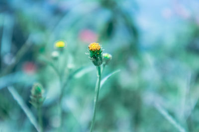 Close-up of flowering plant