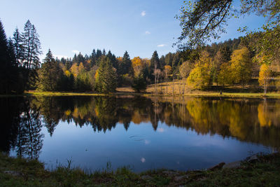 Scenic view of lake by trees in forest against sky