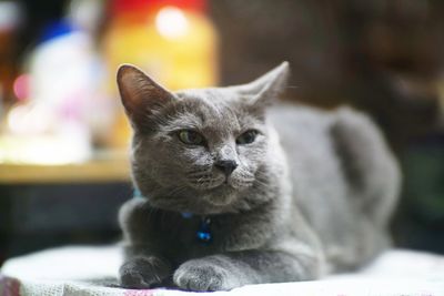 Close-up portrait of cat looking at camera