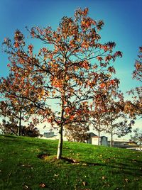 Trees growing on grassy field