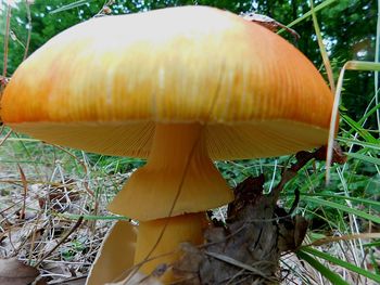 Close-up of mushroom growing outdoors