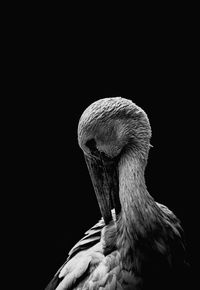Close-up of bird against black background