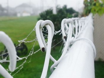 Close-up of white grass
