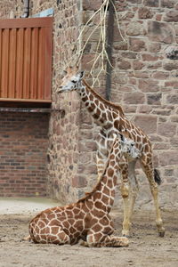 Giraffe in zoo